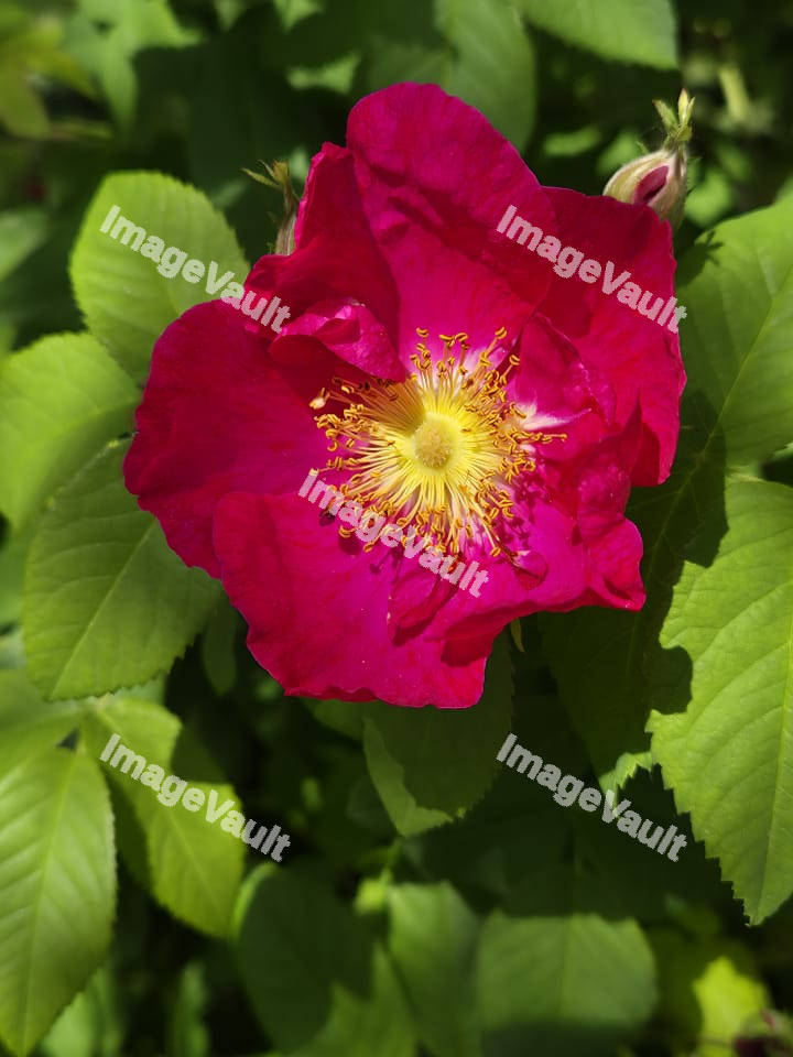 French Rose